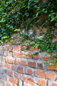 蔦と古い煉瓦塀