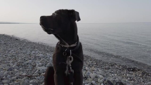 Cane corso puppy sitting by the sea 5