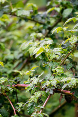 Obraz premium Wet blackberry leaves after the rain.