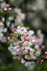 Close-up of an apple tree blossom after the rain.