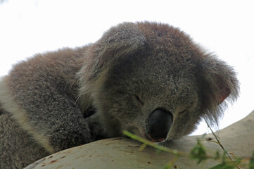 Koalas face - Kennett River, Victoria, Australia