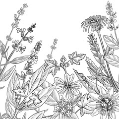 vector drawing floral vintage template