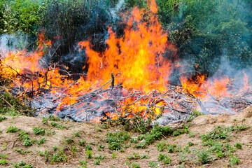 Clearing the territory burning brushwood of tree branches