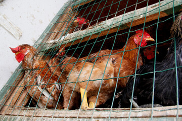 salvador, bahia / brazil - may 11, 2013: chickens are seen in a cage for sale at Feira de Sao...