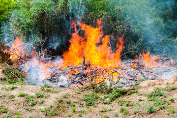 Clearing the territory burning brushwood of tree branches