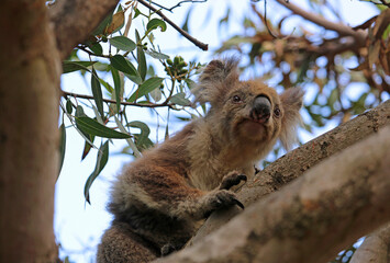 Portrait of funny Koala - Kennett River, Victoria, Australia