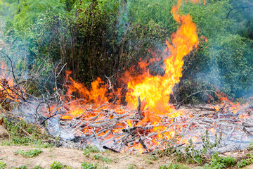 Clearing the territory burning brushwood of tree branches