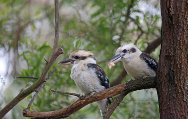 Pair of kookaburra - Laughing kookaburra - Victoria, Australia