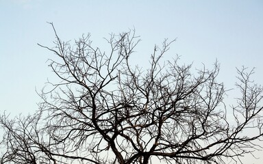 Dry tree branches close up