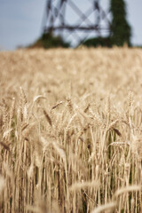 field of wheat