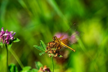 Large dragonfly close-up on a green background.