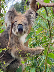 Funny cute Koala - Kennett River, Victoria, Australia