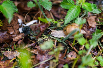 Gray snail crawling in the turkey through the leaves.