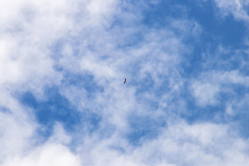 Blue sky with fluffy clouds; soft cirrus white clouds in the sky. Skyscraper background.