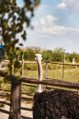 portrait of a ostrich