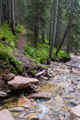 Forest river creek in the mountains