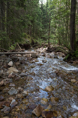 Forest river creek in the mountains