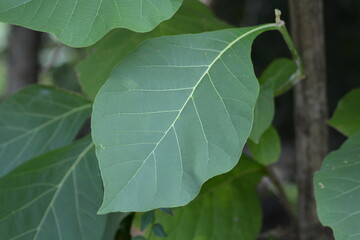 green leaves on a tree