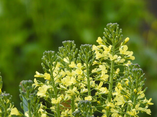 こちらはあまり見かけないブロッコリーの花