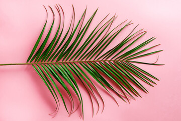 Green leaf of a palm tree on a pink background. Abstract background.