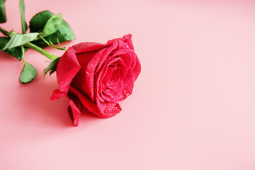 Red rose with water drops on a pink background. Copy space