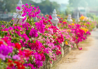 Colorful garden