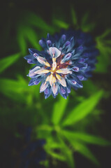 Top view of blooming beautiful pink,purple and blue lupin or lupinus garden flowers during summer morning.Selective focus.Focus on a foreground.