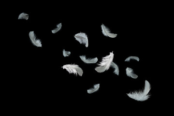 Light fluffy a white feathers floating in the dark. Feather abstract, freedom concept on black background.
