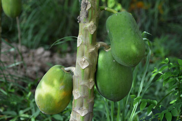 green papaya on a tree