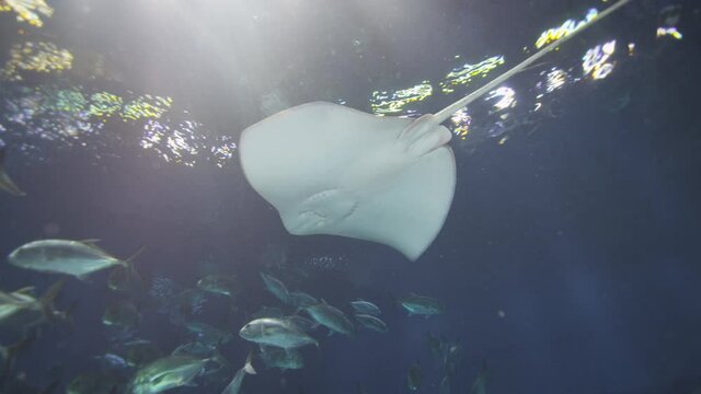 An amazing sight as of Dubai Aquarium  one of the world's largest indoor aquarium  as the school of fish swim around and a magnificent stingray swim gracefully above them, Gates underwater, 8K