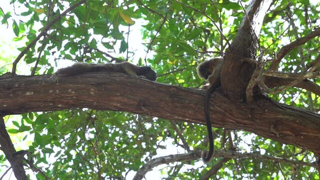 Two White Footed Tamarin relaxing on branch in tropical rainforest, grooming themself, slow motion