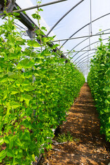 View of organic bean plants growing on climbing supports in industrial hothouse