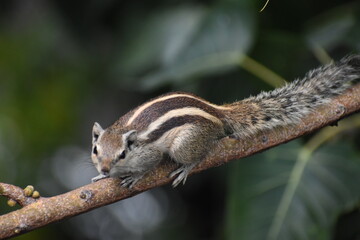 Obraz premium squirrel on a tree