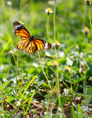 A butterfly in flight, photographed in Sigiriya Sri Lanka