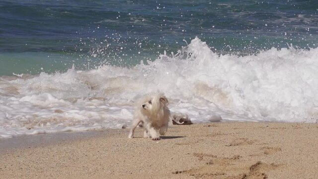 White long haired Maltese runs away from big surf shore break at Ho'okipa Maui Hawaii. 