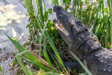 A Mugger Crocodile photographed in a lake located at a Hotel in Sigiriya Sri Lanka  