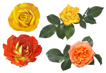 four roses top view on white