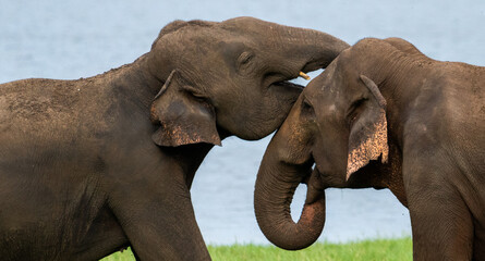 Elephants of Minneriya National Park in Sri Lanka