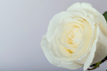 White Rose Head on Grey Background