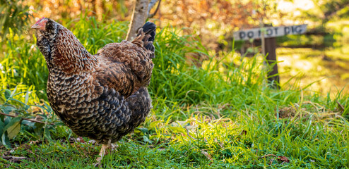 A curious free range hen appears to be daydreaming as she explores a backyard in autumn.