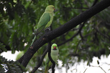 parrots in a tree