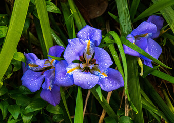 Dramatic purple iris flowers against green grass