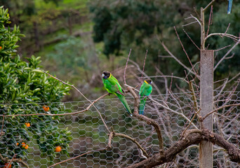 An Australian 28 parrot perched on a backyard fence, probably about to raid my orange tree.