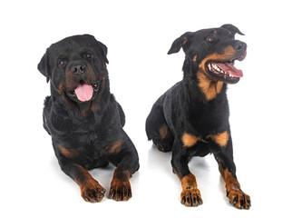 Obraz premium beauceron and rottweiler