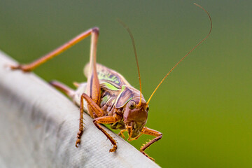 grasshopper on a leaf