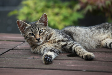 テーブル上の猫