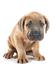 puppy cane corso