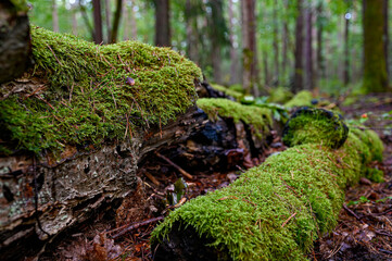 old fallen tree trunk covered in green moss