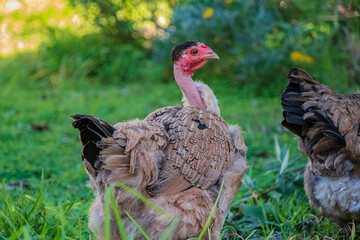A free range naked neck hen exploring the backyard with her flock.