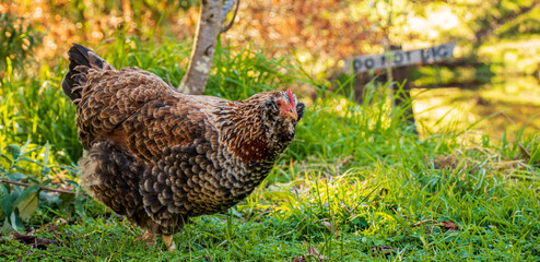 This curious hen may be up to no good as she explores and digs through a backyard in autumn.